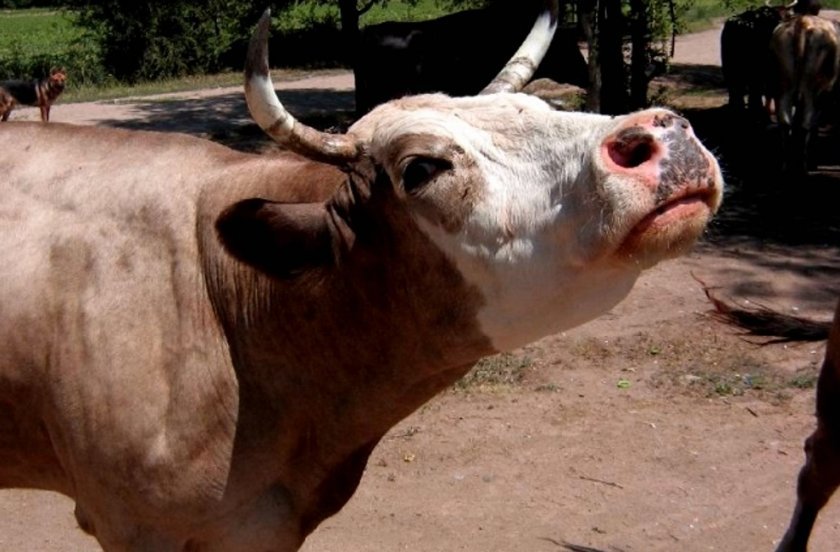 590e84d6192edda16d46d72f1f927430 Лейкоз у корів (ВРХ): причини і симптоми, як передається, чим небезпечний для людини, можна пити молоко
