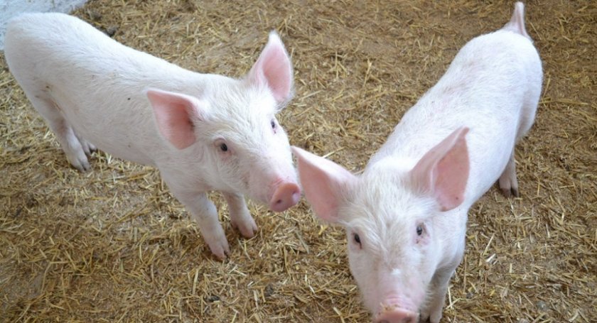 59334ebbd881637c0d33affb7d1c02cb Самий ефективний відгодівля свиней в домашніх умовах: норми годівлі, технології, як скласти раціон, особливості вирощування та утримання