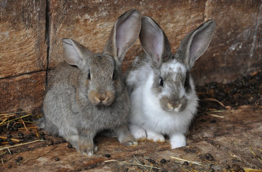 599b69d296119c30178d0f11e477bb17 В якому віці можна спаровувати кроликів: особливості статевої зрілості, як правильно це робити