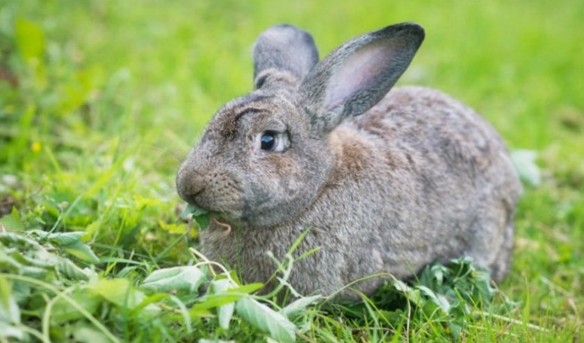 59b46008395e3d3c71f6d10f27fe720a Шиншиловий кролик: опис породи і фото, особливості розведення та утримання