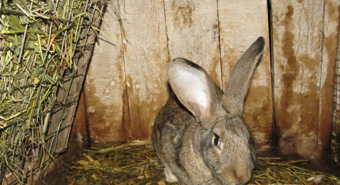 59be21ddd5c2c29cab571ae2fdb643eb Сірий велетень (порода кроликів): опис, фото, розведення та утримання, годування