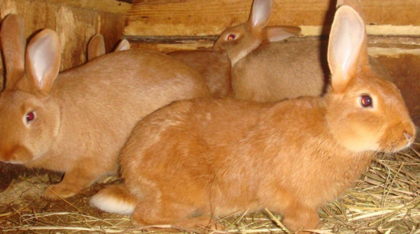 59be42d1c7ed7da23b2948950a78130b Відгодівля кролів на мясо в домашніх умовах: раціон харчування, норми годівлі