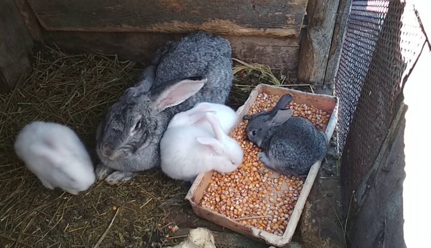 5a37556e625cf5ddea1f46d645addf10 Чи можна годувати кроликів кукурудзою (листям, качанами): користь і шкода, їдять свіжу, як правильно годувати