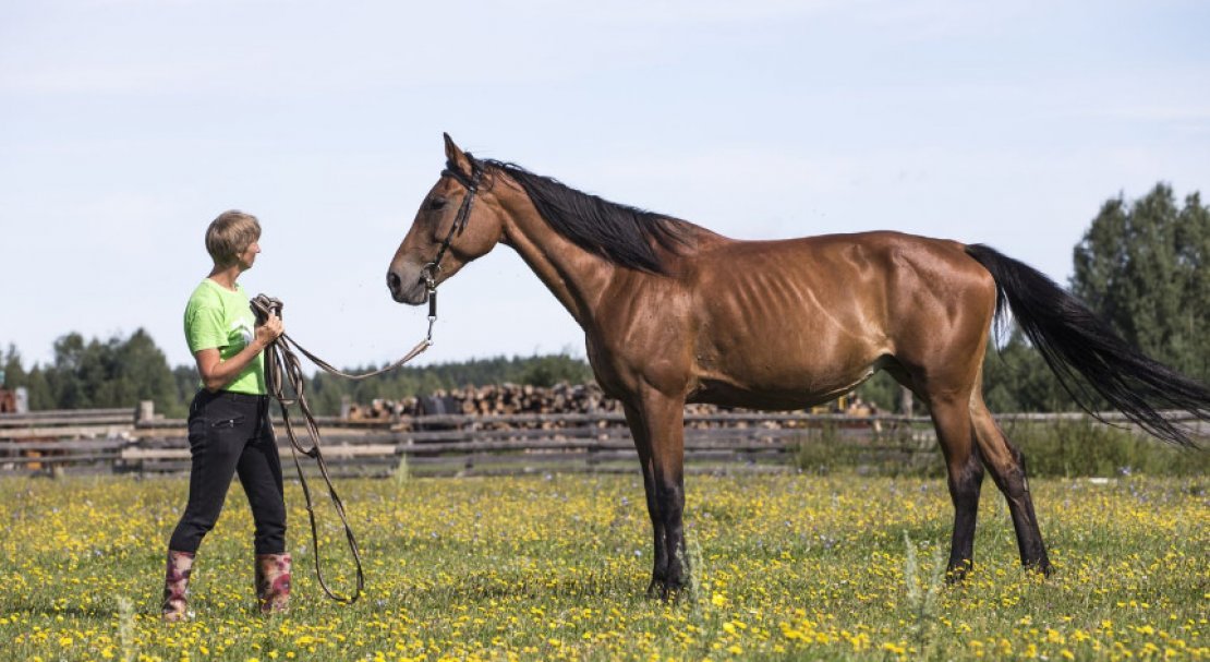 5ad23845e2dff532e1c559d52bccb51a Орловська порода коней: характеристика та фото, історія, особливості розведення та догляду, відео