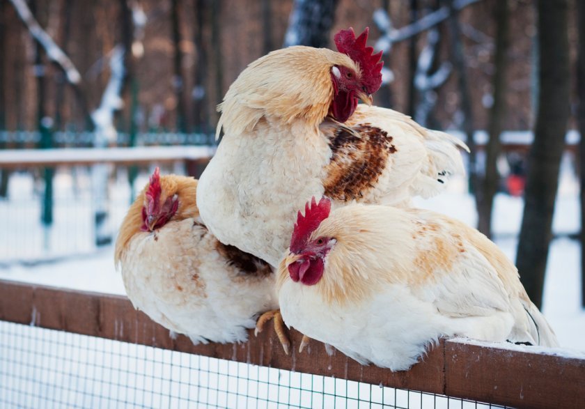 5ad6a78b08161e673d1b211384707d30 Температура в курнику: яка повинна бути, щоб кури неслися, як знизити влітку і підвищити взимку