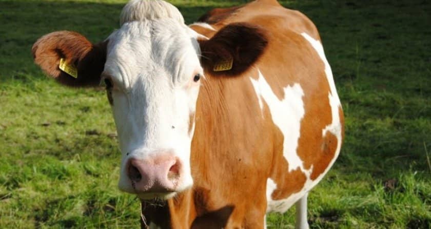 5b9a8932c51f9236c19847e428488c41 Червоно ряба порода корів: характеристика, фото, утримання та догляд