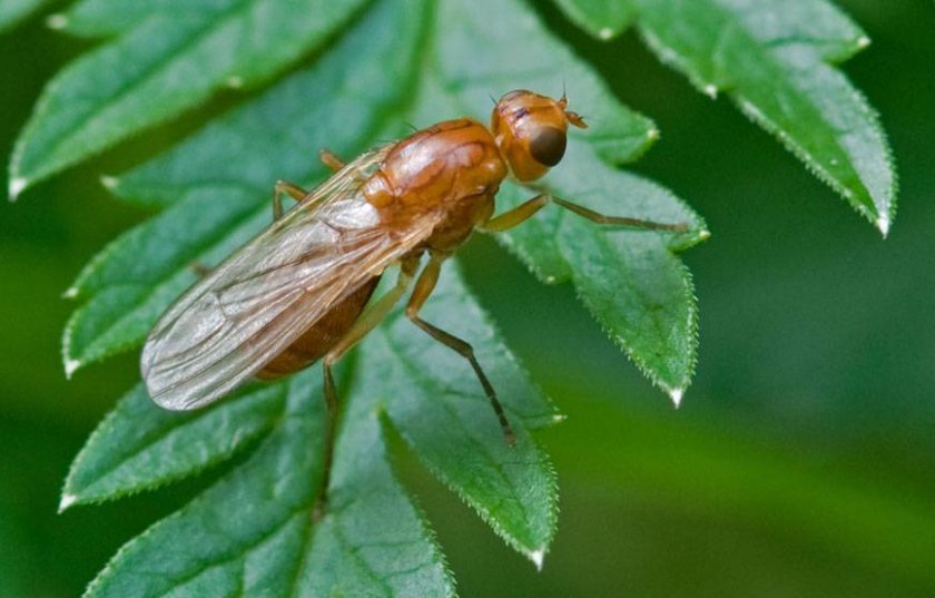 5bff6dfbebd87e19c2d951983b86404b Морквяна муха: опис та характеристика шкідника, причини появи, способи лікування і боротьби на городі