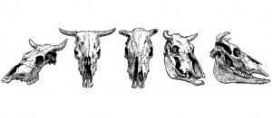 5c3b3b0e7daafc81c579dd98d80392dd Роги корови: навіщо вони потрібні, будова, фото і картинки, що робити, якщо корова зламала ріг, як визначити вік по рогах, методи видалення
