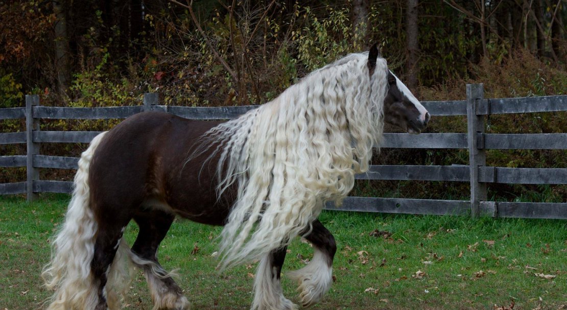 5c82c017a3df8be14dfb1c008768aa12 Циганські коні: опис і зміст породи, переваги та недоліки, особливості догляду, фото