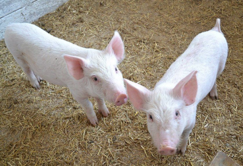 5ce40c06ccaa3f1241a994b42395d58f Ландрас — порода свиней: характеристика і опис з фото, особливості розведення, годівлі та догляду, відео