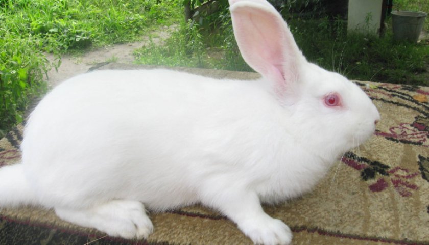 5cfb233f3f21643daa369686ef0fae8d Кролик білий паннон: характеристика і опис породи, фото, особливості змісту