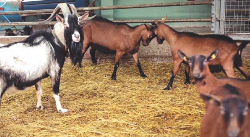 5cfdf7f93b99ce33a477bf4e185b1f76 Альпійські кози: опис породи та особливостей догляду, фото, відгуки власників