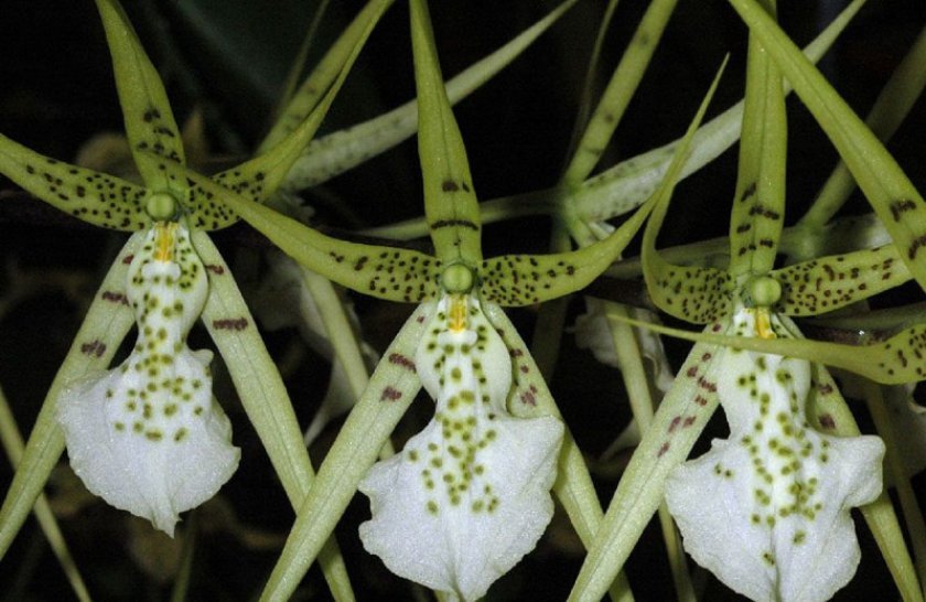 5dbd62ca1dafa4eabbc2618d38d5c6e8 Самі красиві орхідеї: ТОП 13 кращих видів та їх опис, фото
