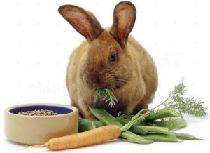 5e1fe6f19a16da1d1793633b9a832f00 Вітаміни для кроликів: як додавати у воду і корми, їх дозування
