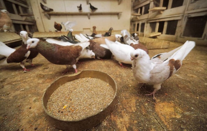 5e6e6069d021dfbf59f52f7a97e18d22 Чим годувати голубів в домашніх умовах: скільки раз у день, що можна і що не можна, фото