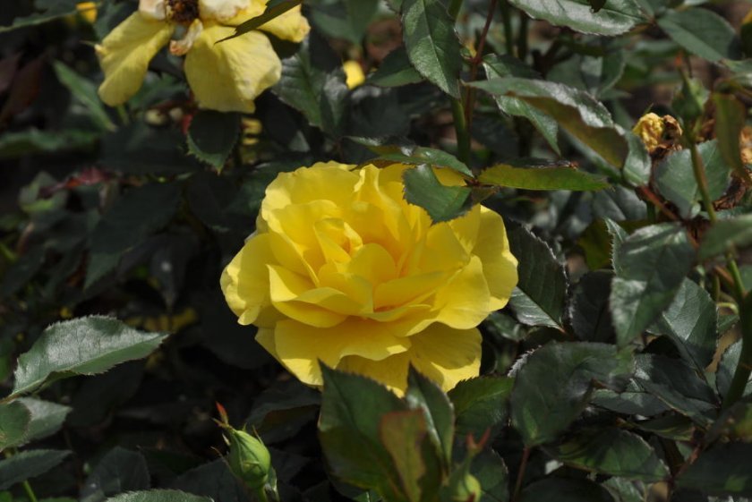 5eee65e4a5a3d32a618838d1b2b78ebb Роза Фрезія: опис, відмінні характеристики, особливості вирощування та догляду, фото