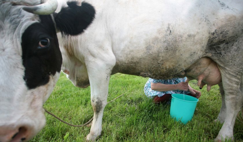 5f02b169fbe7be115067d26beb41aa98 Коли можна пити молоко після отелення корови: через скільки часу, як правильно раздоить корову