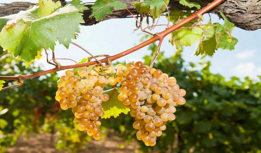 5f36bd98c0cc64ffe54d8d7106636023 Кращі сорти винограду для Сибіру: опис і особливості вирощування, фото