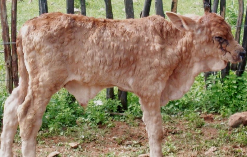 6011fa87c658a5711881320d7aedbddc Нодулярный дерматит у корів (великої рогатої худоби): ознаки і лікування, профілактика і вакцина