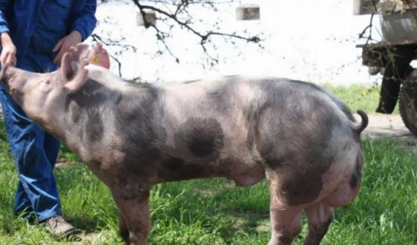 60a098f2b485bb39030acc61c43a1d4c Порода свиней пєтрен: характеристика і опис, поради з вибору при покупці, утримання та догляд, фото
