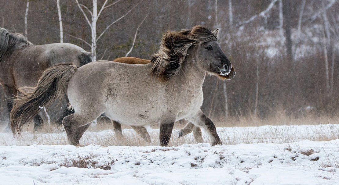 60c52b30ef211f90201553af688fd04f Якутська кінь: опис та характеристика породи з фото, особливості догляду, утримання та харчування, відео