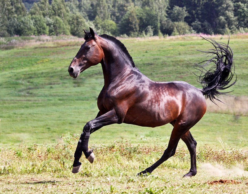 6150f4f4e961e06639d8f4ec0a9fb90f Російський рисак порода коня, опис та характеристики, особливості догляду, фото
