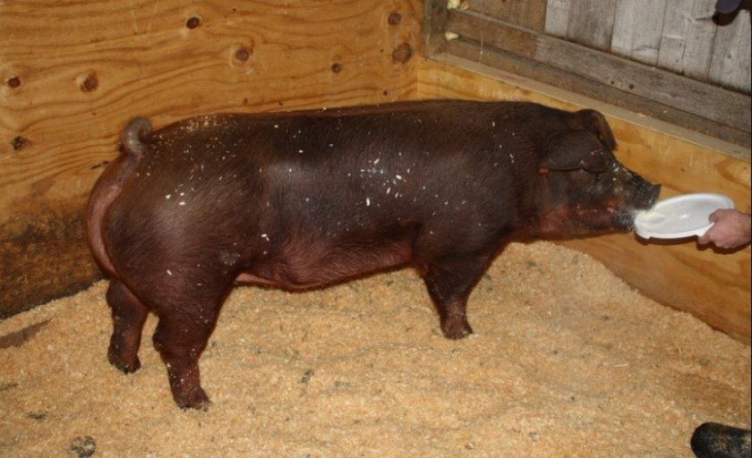 61526f29497c085cd265cf532316d061 Порода свиней Дюрок: характеристика і опис, утримання та годування, фото, відео