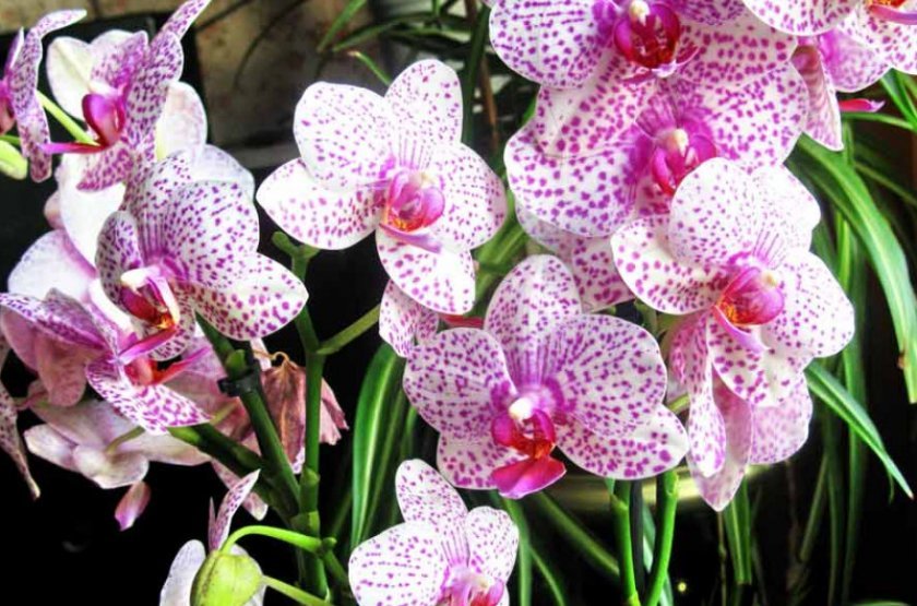 61567bbe956583913c07f1da7f3fd6ea Самі красиві орхідеї: ТОП 13 кращих видів та їх опис, фото