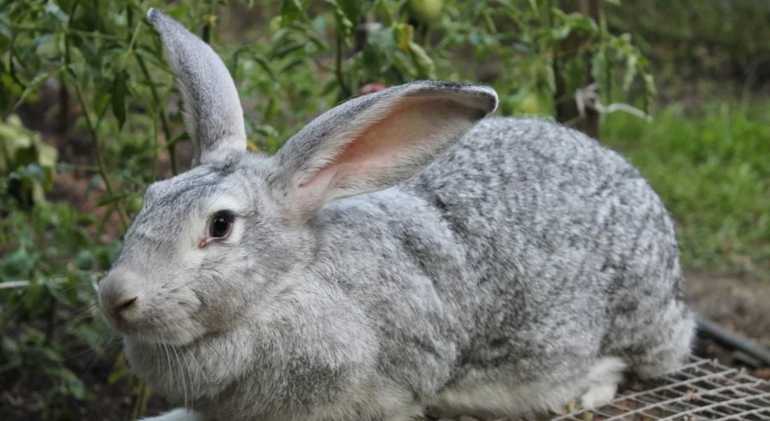 61aa398b446a56e7559c7c004300ca16 Сірий велетень (порода кроликів): опис, фото, розведення та утримання, годування