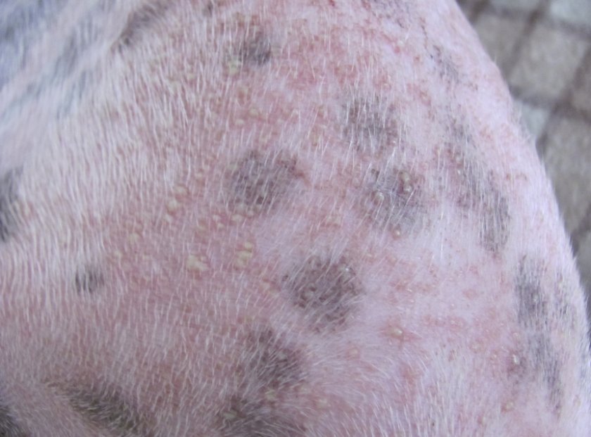 61ad9f80ea24dd42a7bfd1992bb2c2e3 Саркоптоз свиней (зудневая короста): симптоми і лікування, фото