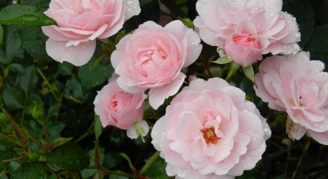 Роза парковая боника фото и описание