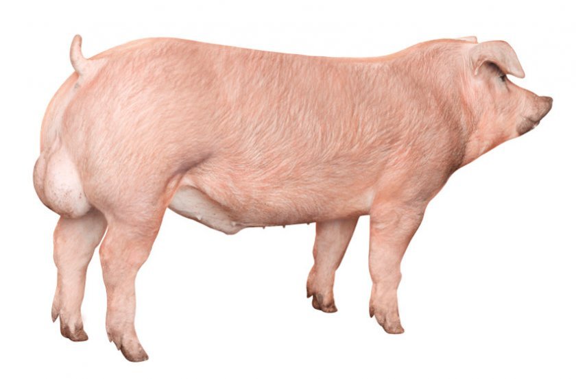 61d0bff01ebf7418c02a1320904342f9 Ландрас — порода свиней: характеристика і опис з фото, особливості розведення, годівлі та догляду, відео