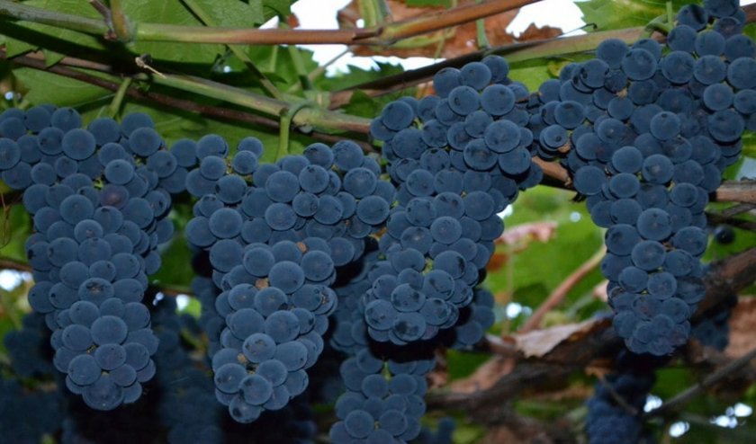62d578c858f5a3679b27cc76722ed667 Кращі сорти винограду для Сибіру: опис і особливості вирощування, фото