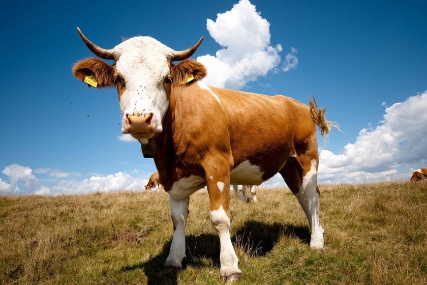 6478a81a9fe0c4d912da8f6c3865de2e Розведення биків на мясо для початківців: в домашніх умовах, вирощування як бізнес, плюси і мінуси, відео