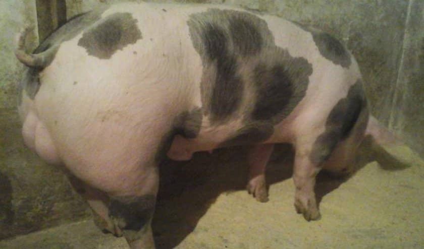 64dbe5f8ccdd786065c47f34c0774867 Порода свиней пєтрен: характеристика і опис, поради з вибору при покупці, утримання та догляд, фото