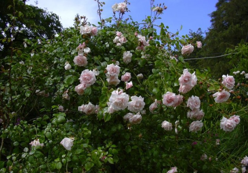 6786f699d3e85ba826d1e7bd1d6a9b31 Обрізка плетистих троянд осені на зиму: схема, правила, поради для початківців