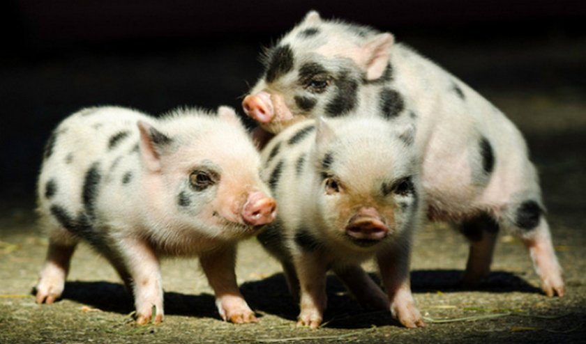 68c1a882ddb744c38d85fee7d1bf4b91 Карликова домашня свиня: опис породи, особливості утримання і догляду, можливі хвороби і їх лікування