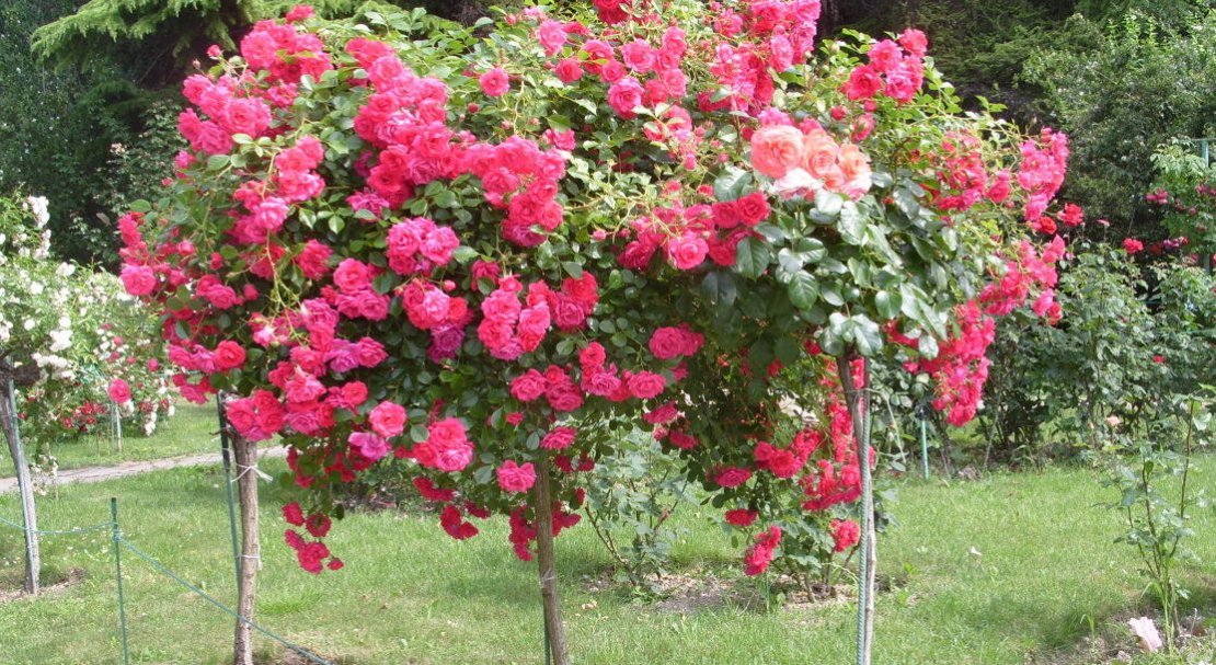 69a2f1cb14f79b1e4e13d7bc3391e900 Штамбова роза: особливості, посадка й догляд, як виростити, як вкривати на зиму, обрізка, фото, відео