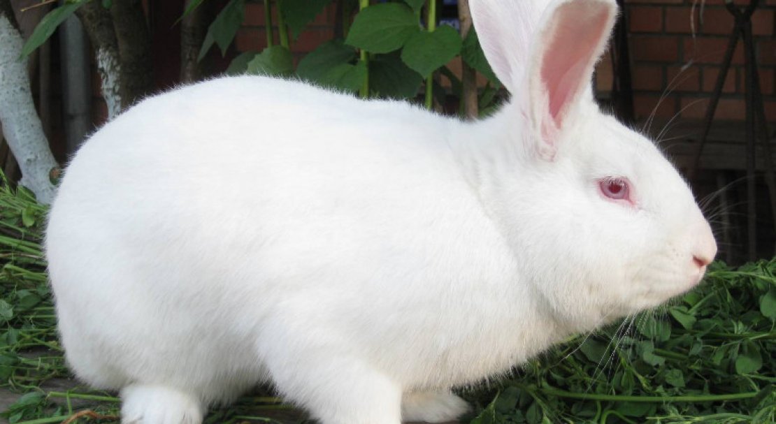69b832a512dec96b1fa482901a1c451b Кролик білий паннон: характеристика і опис породи, фото, особливості змісту