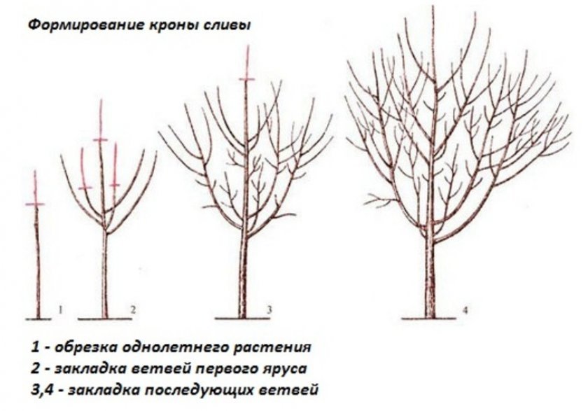 6a3b2417b95ee3476e774581af266c9a Слива в Сибіру: посадка й догляд, вирощування, шкідники, фото