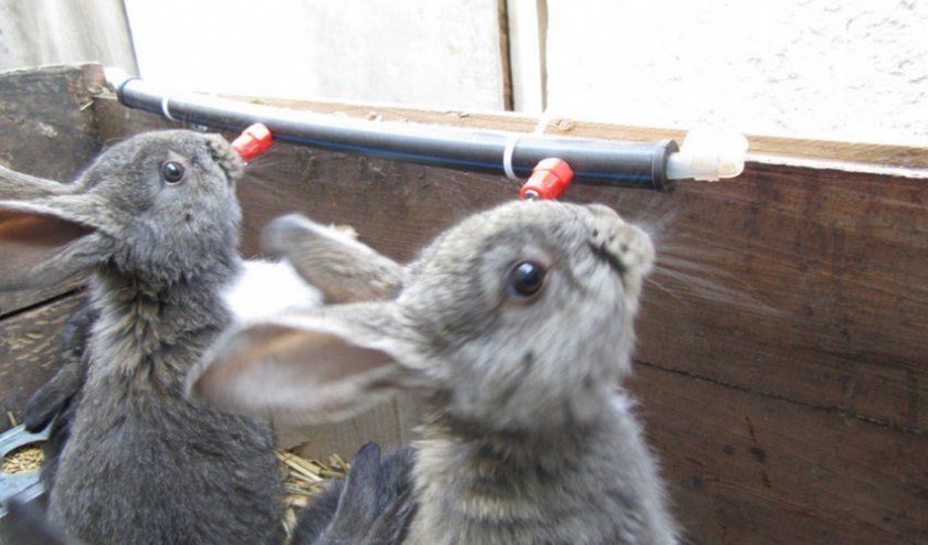 6b1a45337a9532cdba7ce6376c2e2034 Ніпельні поїлки для кроликів: як зробити своїми руками, як встановити і приручити кролика до поїлки, відео