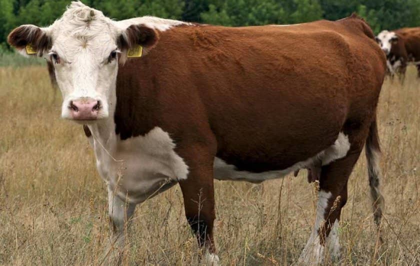 6bc28661571f3f1e258628ee52952092 Казахська білоголова порода корів: характеристика, фото, напрям, зміст і відхід