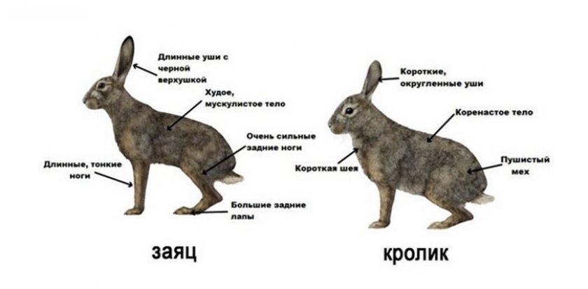 6bd3550913351cd5f1ba80d28a3ae55c Чим заєць від кролика відрізняється: в чому різниця зовні