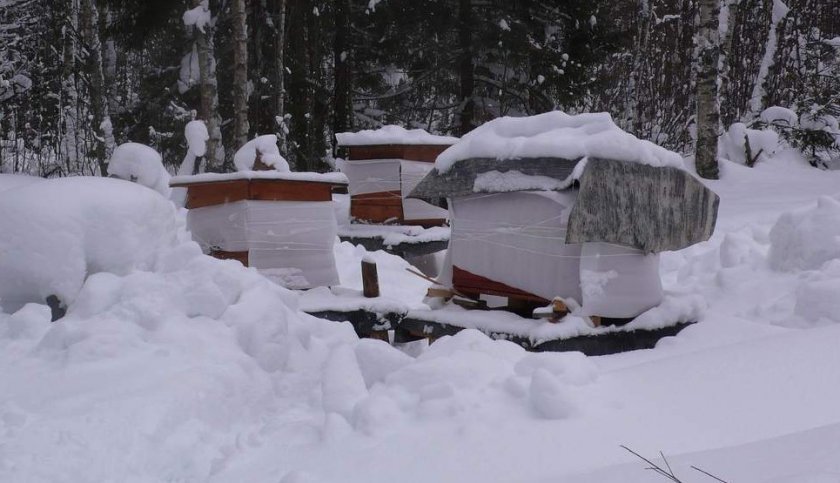 6c4e2bba71e7e52c29e8cecf2f185141 Зимівля бджіл: як організувати і підготувати бджіл до зимівлі, зимівля на волі під снігом, відео