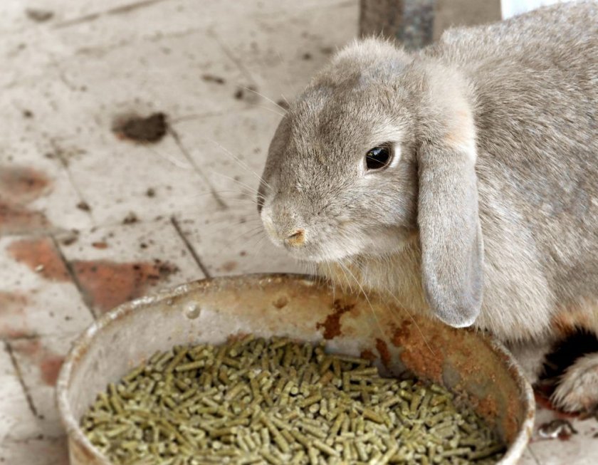 6d58753024bbe6463219d3ef3cae9e08 Що їдять карликові кролики: дозволені і заборонені корми, особливості годівлі