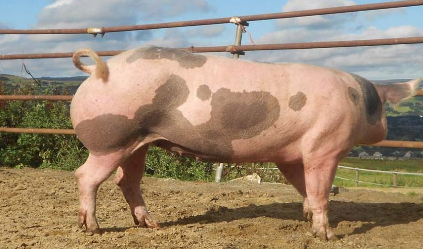 6d73f4d6d8638ea3dc20d7c78ce26d79 Порода свиней пєтрен: характеристика і опис, поради з вибору при покупці, утримання та догляд, фото