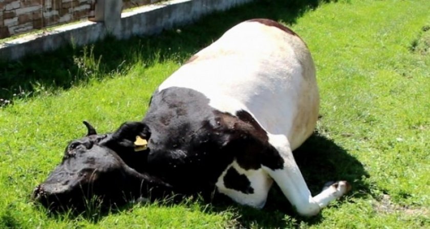 6d79604a6f6264acc2bfbc4ed3056658 Скільки шлунків у корови: зі скількох відділів складається, особливості травлення і будови, фото