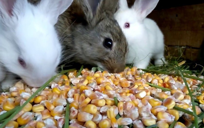 6d7b7afbde5f5218c8d8f332205aafea Чи можна годувати кроликів кукурудзою (листям, качанами): користь і шкода, їдять свіжу, як правильно годувати