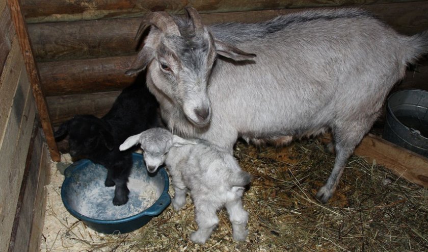 6e28e2eff79524338525687e4e9401ae Як правильно годувати козу взимку: перед і після окоту, основні правила годування, як скласти раціон