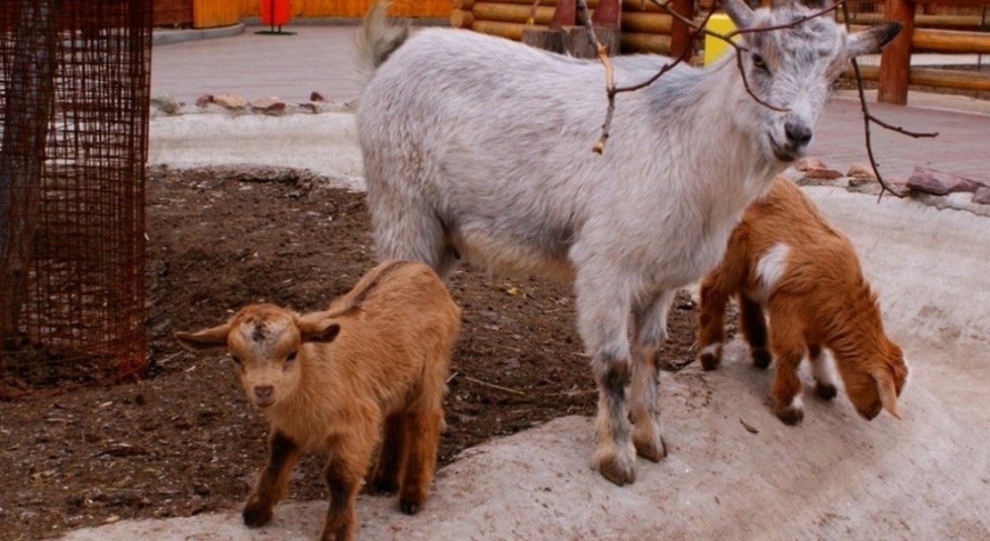 6e6a8f431b36479aa8bc67a7131abbf2 Камерунські карликові кози: опис породи, особливості змісту, фото і відгуки власників